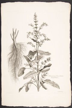 Dodart & Robert 1719 FOLIO Botanical. Garden Clary  