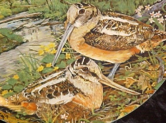 The Woodcock by Wayne Anderson Up Land Birds of N.A.  