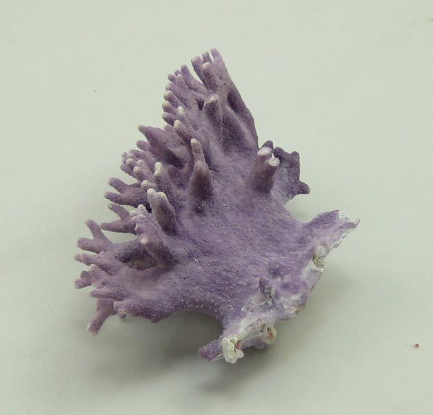 PURPLE ALLOPORA CALIFORNICA CORAL SEASHELL SHELL REEF  