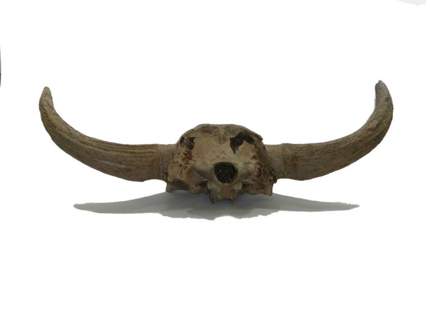 COMPLETE LARGE EUROPEAN ICE AGE FOSSILE BISON SKULL  