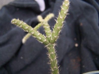 Rhipsalis baccifera subsp. Horrida Jungle Cactus  