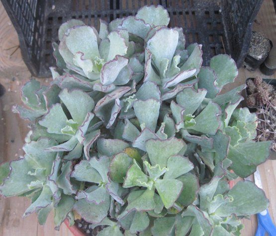 Cotyledon undulata cv. Clam Lips Mound Succulent Shrub  