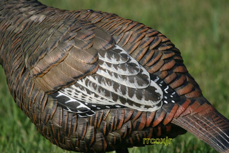 ZINK CALLS LCD AVIAN X BREEDER HEN COLLAPSIBLE MOTION TURKEY DECOY 