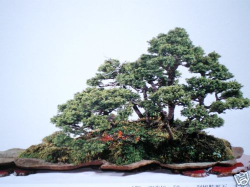 Japanese & English World Bonsai & Suiseki PhotoBook 5th  