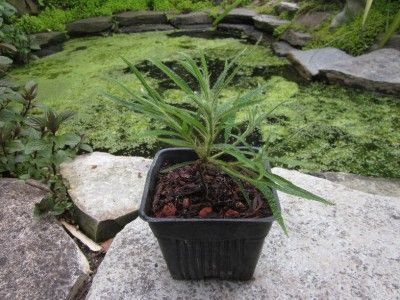 RARE & UNUSUAL SPIDER AZALEA Rhodedendron   Unique Shredded Blooms 