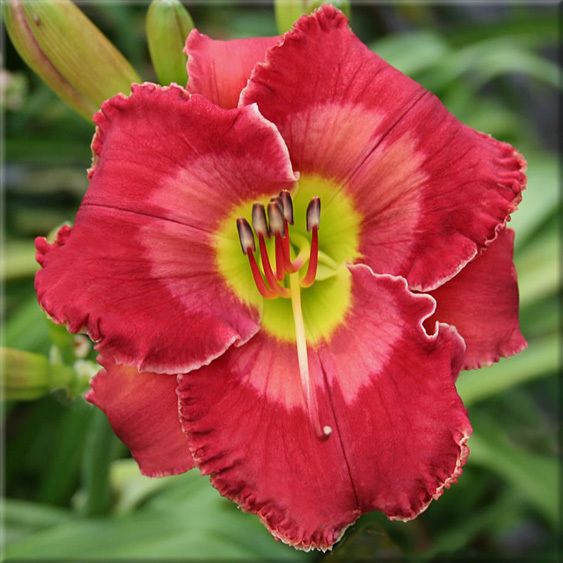 FABULOUS FRIEDA   DF   B10F   Kirchhoff, D 2007 DAYLILY  