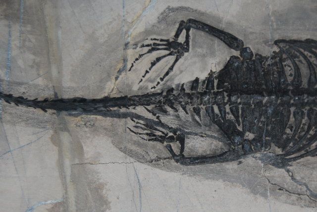   Fossilized Keichousaurus Hui Marine Dinosaur   Triassic 240 MYA  