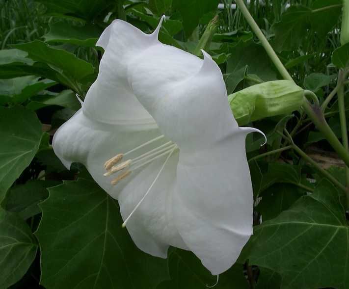 White Angels Trumpet DATURA Moon Flower 25 Seeds  