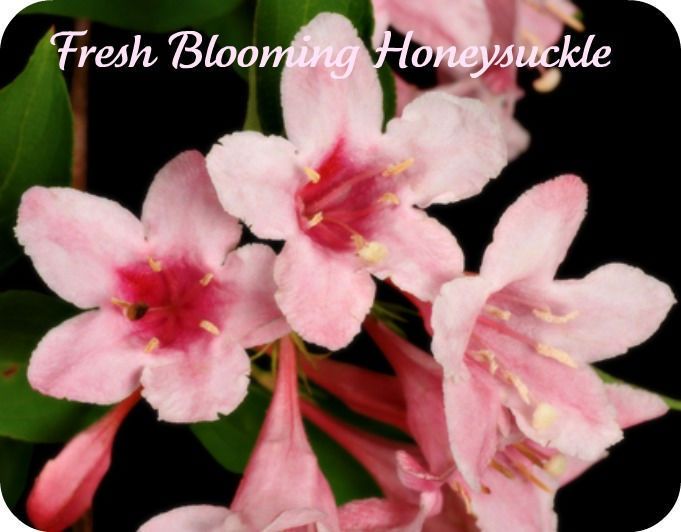 CBD FRESH BLOOMING HONEYSUCKLE PERFUME OIL ROLLON  