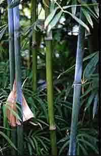 Bambusa textilis   Weavers bamboo   blue   15 seeds  