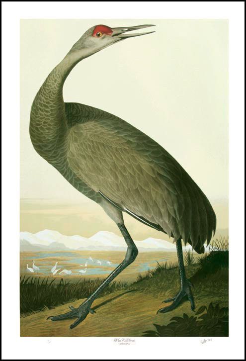 Bernard Loates Audubon Sandhill Crane Signed LARGE  