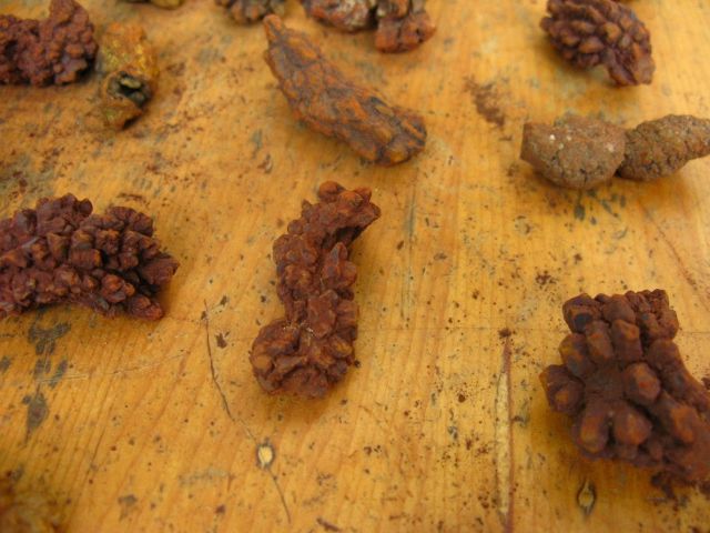 25 NATURAL FULL FOSSIL COPROLITE SPECIMEN  