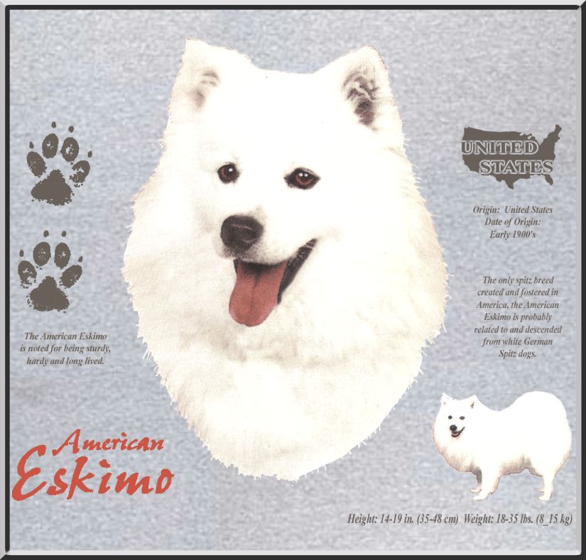 American Eskimo Dog Breed Origin SWEATSHIRT S 2X,3X,4X  