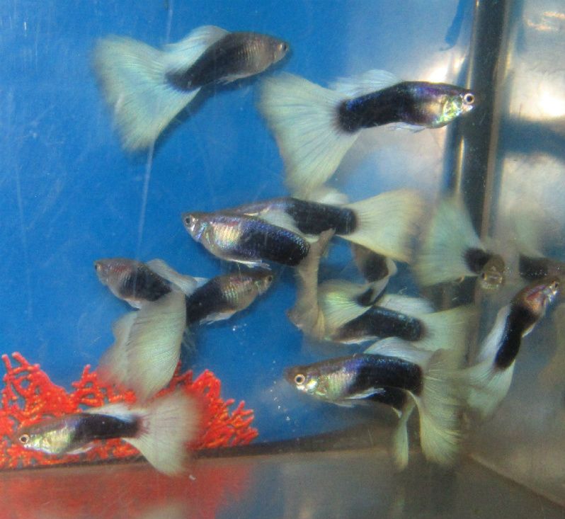 Male Metallic Blue Guppies Freshwater Aquarium foru  