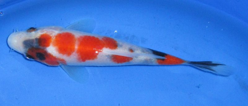 Sanke Butterfly Fin live koi fish pond garden foru  