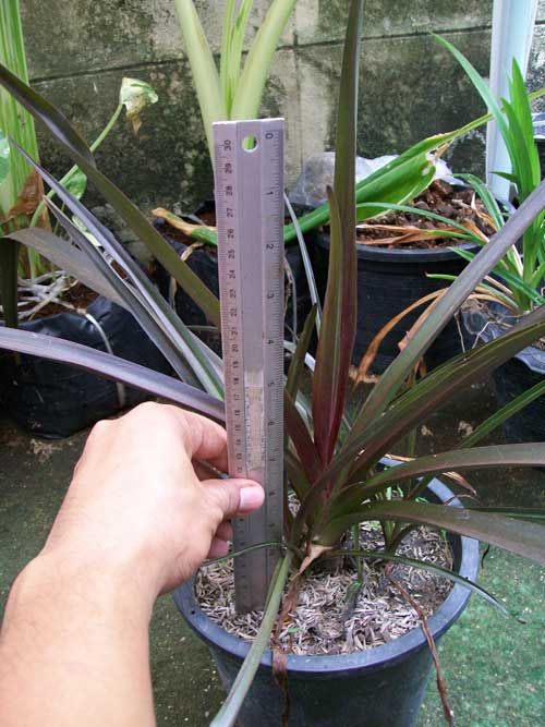 Bulb DWARF CRINUM ASIATICUM PROCERUM Plant + Phyto Cert  