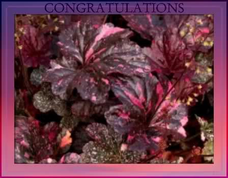 Large Gal Size Heuchera Midnight Rose Coral Bells black leaves 