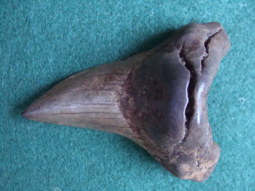 91inch benedini shark tooth teeth megalodon fossil mako scuba 